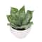 6.5" Agave in White Fluted Pot by Ashland®